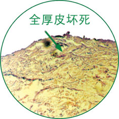 俄罗斯贵宾会·(中国)集团