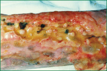 俄罗斯贵宾会·(中国)集团