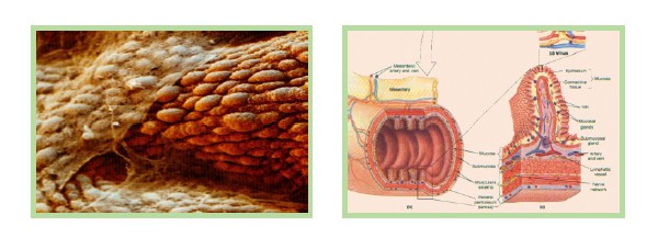 ����˹����ᡤ(�й�)����