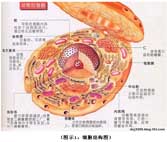 俄罗斯贵宾会·(中国)集团